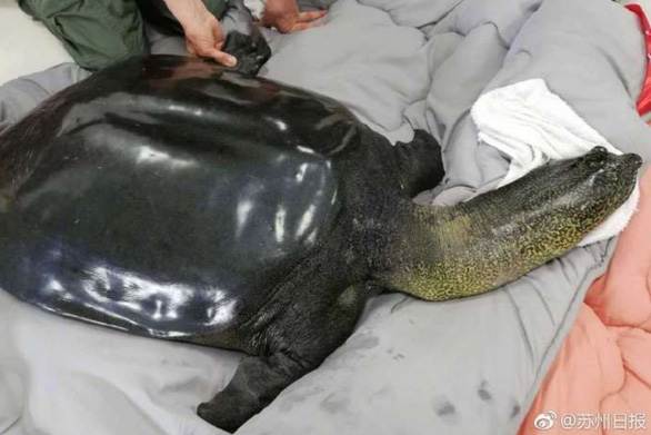 Rùa Xiang Xiang đã chết tại vườn thú Tô Châu, tỉnh Giang Tô, Trung Quốc, hôm 13-4 - Ảnh: SUZHOU DAILY
