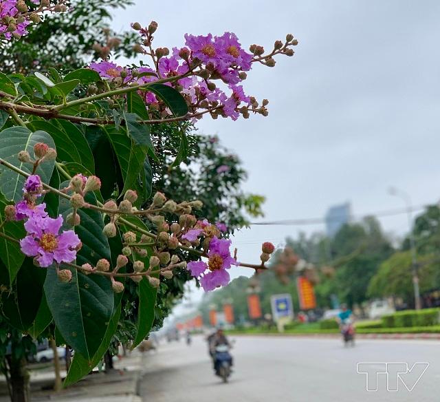 Hoa bằng lăng có nhiều nhất ở dọc 2 bên đường Đại lộ Lê Lợi