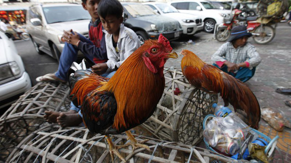 Gà sống được bán tại một khu chợ ở thủ đô Phnom Penh, Campuchia - Ảnh: EPA