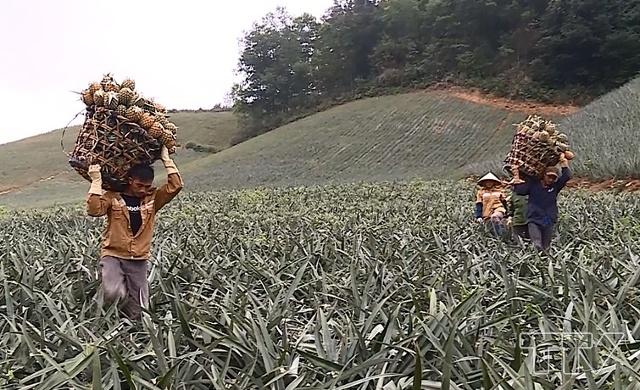 Xã Hà Long, được xem là vựa Dứa của huyện Hà Trung với khoảng 700 ha