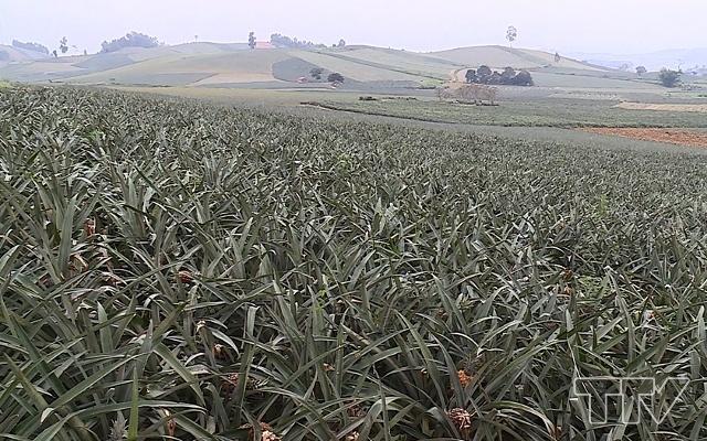 theo kế hoạch cả tỉnh chỉ trồng từ 2000 đến 2500 ha dứa, ổn định diện tích này đến năm 2030. Nhưng năm 2018, diện tích dứa đã lên đến 3800 ha.