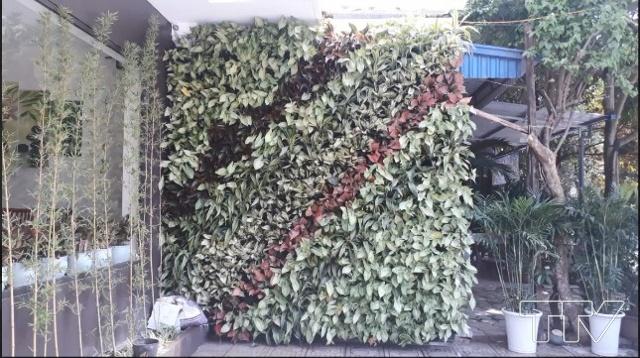  việc sử dụng vườn tường, vườn thẳng đứng, tường cây chính là giải pháp lý tưởng để đưa không gian xanh vào nhà
