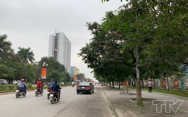 Dọc tuyến Đại lộ Lê Lợi có rất nhiều cây xanh, nhưng nhiều nhất vẫn là cây Bằng lăng