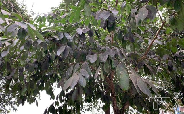 Tuy nhiên gần đây xuất hiện Rệp tấn công cây Bằng lăng
