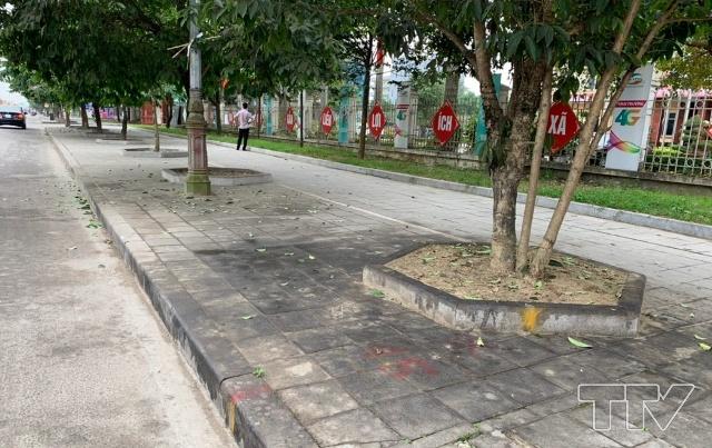 Rệp phun ra thứ nước như dầu làm đen quanh gốc cây