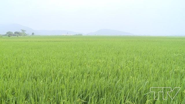 Cánh đồng  của thôn Triệu Tiền, xã Đồng Tiến được các hộ dân đồng ý tập trung 60 ha để chuyển đổi thành cánh đồng sinh thái chuyên sản xuất lúa giống, lúa thương phẩm hữu cơ.