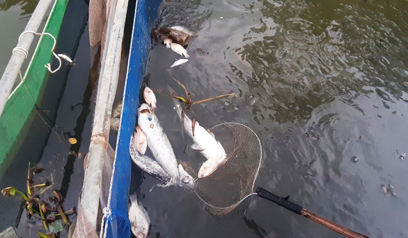 Cá nuôi trong lồng bè trên sông Bàn Thạch chết - Ảnh: LÊ TRUNG