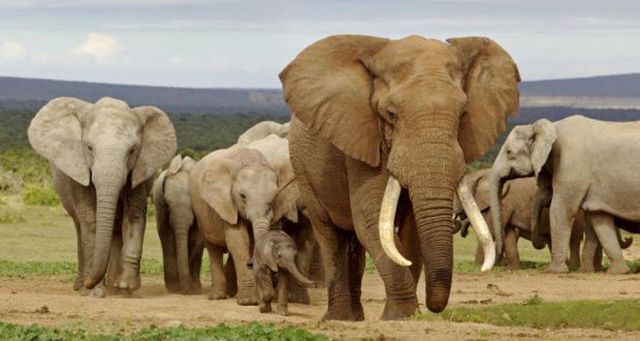 Chính phủ Zimbabwe đang thúc đẩy dỡ bỏ lệnh cấm buôn bán ngà voi để mở đường cho việc bán ngà voi trị giá 300 triệu USD.