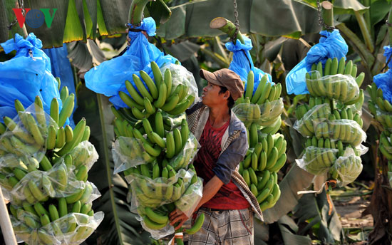 Nông dân Lai Châu gặp khó về tiêu thụ chuối do quy định truy xuất nguồn gốc từ Trung Quốc.