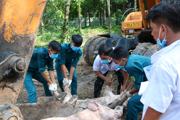 Lực lượng chức năng tiêu hủy khẩn cấp đàn heo bị nhiễm dịch đầu tiên tại huyện Phú Giáo, tỉnh Bình Dương - Ảnh: B.S.
