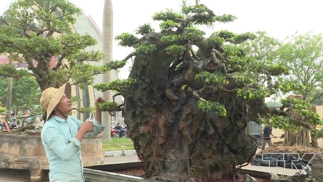 Anh Lê Đình Phương, Thành viên Câu lạc bộ sinh vật cảnh Thanh Hoa, tỉnh Thanh Hóa  ( Mình là thành viên trong clb Thanh Hóa của tỉnh Thanh Hóa, có ít tác phẩm lên giao lưu với câu lạc bộ cùng toàn thể anh em, để đẩy phong trào lên )