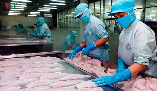 Cá tra Việt Nam gặp khó trong việc xuất khẩu sang thị trường Mỹ.