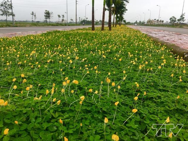 Cỏ đậu phộng là một trong những loại cỏ được sử dụng nhiều trong cảnh quan để trồng phủ nền trong công viên, sân vườn, trường học, đường phố… C
