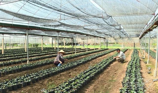 gia đình bà Lê Thị Liên, phường Đông Cương, thành phố Thanh Hóa đã chuyển từ trồng hoa truyền thống sang trồng hoa chậu cảnh trong nhà lưới trên diện tích 1 ha