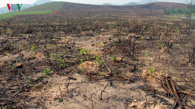 Diện t&iacute;ch rừng ở Quỳnh Lưu bị ph&aacute;.