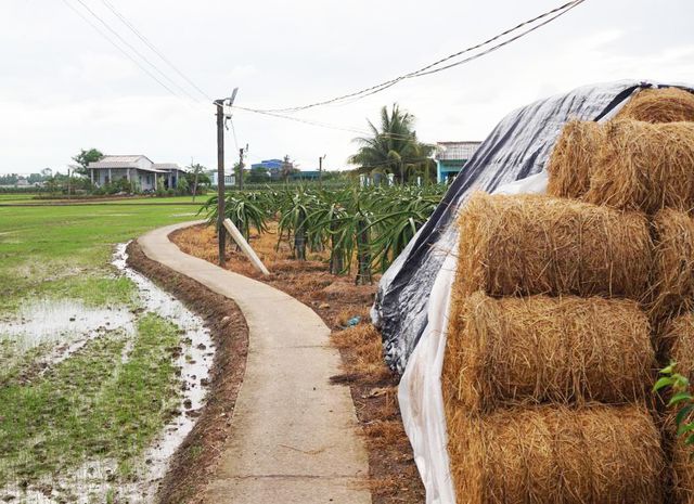 C&aacute;c đối tượng lừa đảo nhắm tới c&aacute;c hộ d&acirc;n trồng thanh lon