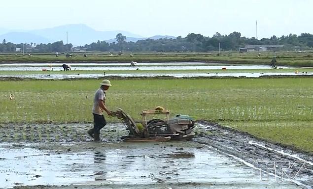 hơn 30% diện tích sản xuất lúa của xã Quảng Đức, huyện Quảng Xương đã áp dụng cơ giới hóa đồng bộ.