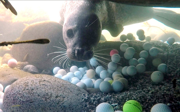 Một con hải cẩu bơi giữa đám bóng golf rơi xuống biển gần sân golf Pebble Beach Golf Links ở California - Ảnh: Alex Weber/Reuters