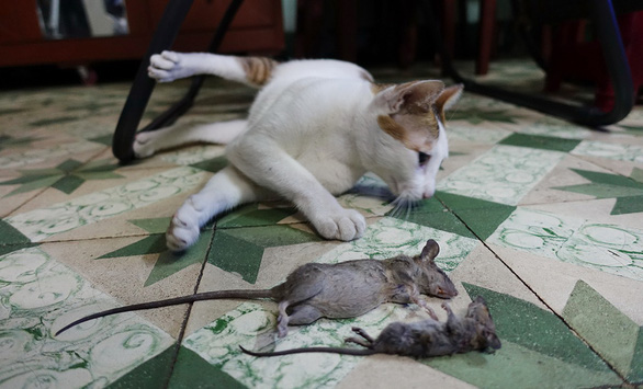 Chuột nhắt trong nhà bị mèo bắt được - Ảnh: NGUYỄN CÔNG THÀNH