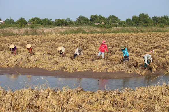 Nông dân Bến Tre gặt lúa Nàng Keo, một giống lúa đặc sản có khả năng thích ứng với nước mặn - Ảnh: Trần Mạnh