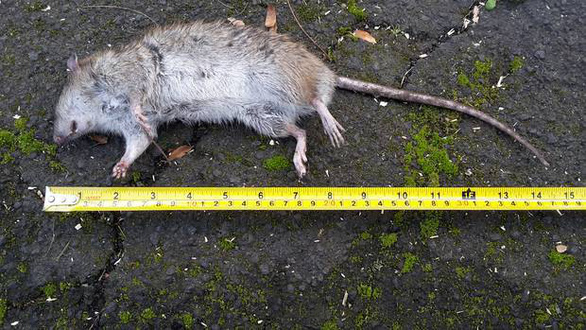 Chuột khủng có kích cỡ một con mèo con - Ảnh: nzherald.co.nz