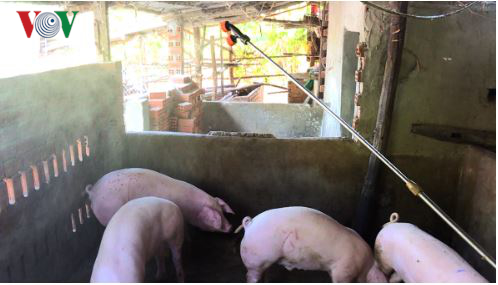 Dịch tả lợn châu Phi xuất hiện tại Phú Yên.