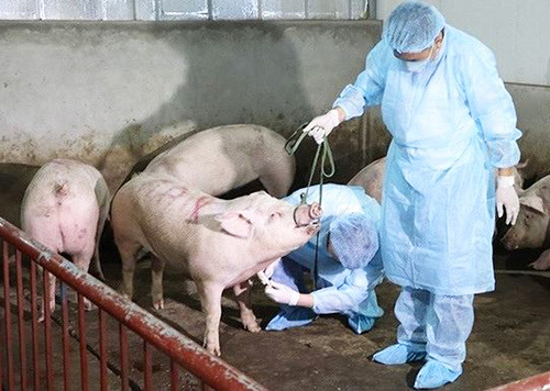 Cán bộ thú y lấy mẫu kiểm tra lợn có mắc bệnh hay không.