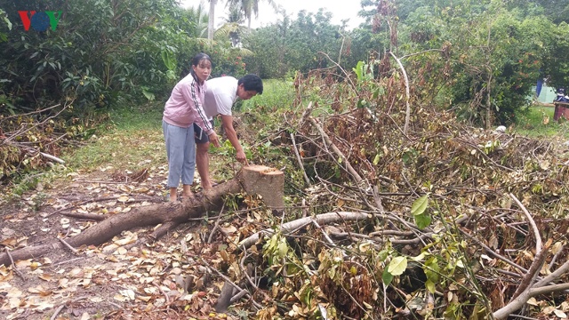 Vợ chồng anh Nguyễn Văn Hiền xót xa khi hơn 150 cây ăn quả bị  &quot;hạ gục &quot;.