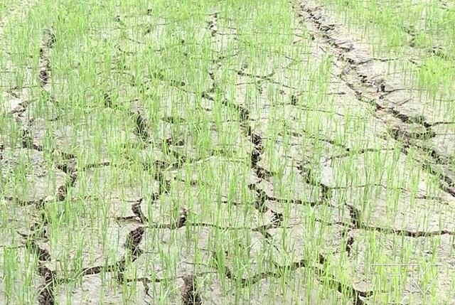Huyện Đông Sơn có 113 ha lúa bị khô hạn