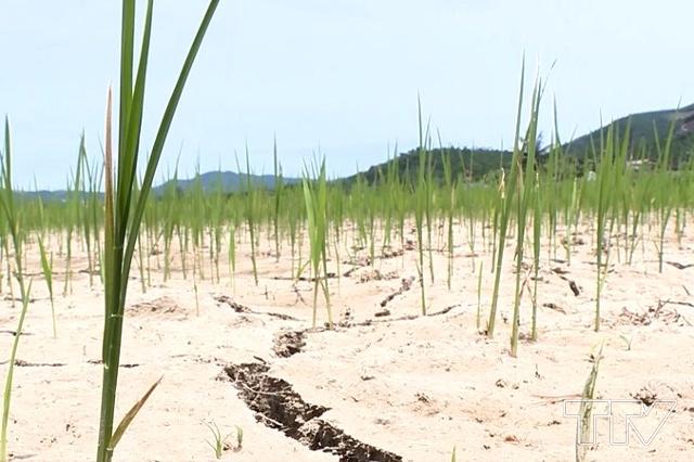  tính đến ngày 17/6, toàn tỉnh có hơn 500 ha lúa mùa bị khô hạn.