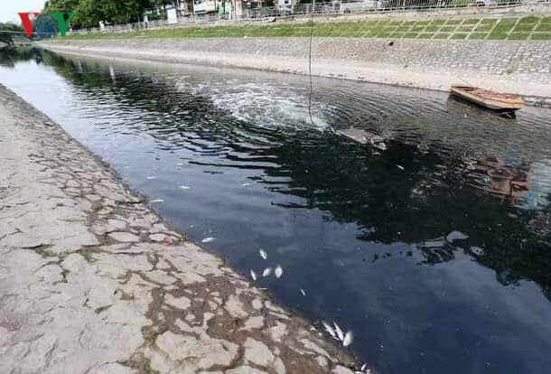 Cá chết nổi trắng dọc bờ sông.