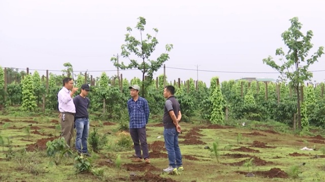 Một trong những diện tích đất lâm nghiệp tại Ban quản lý rừng phòng hộ Bắc Biển Hồ bị lấn chiếm 