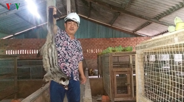 Ông Võ Văn Tiến ở ấp Xóm Đình, xã Kiểng Phước, huyện Gò Công Đông, Tiền Giang vươn lên làm giàu nhờ mô hình nuôi chồn hương.