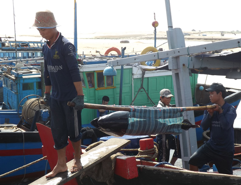 Ngư dân Phú Yên vận chuyển cá ngừ đại dương vào cảng sau chuyến biển dài ngày 