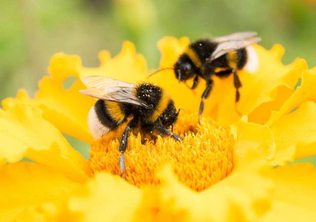 82% trẻ em Anh không hề biết loài ong nghệ (Ảnh: The Independent).