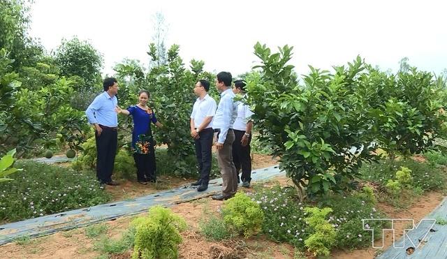 Vườn trồng bưởi của gia đình Bà Cao Thị Cẩm, thôn Phú Đa, xã Phú Lộc, huyện Hậu Lộc