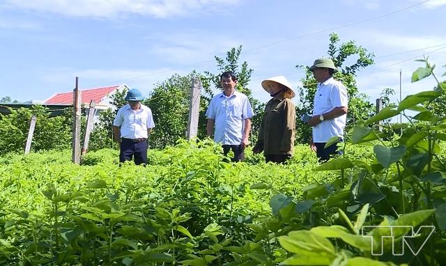 Mô hình vườn cây ăn quả đem lại hiệu quả kinh tế cao cho bà con Quảng Nam