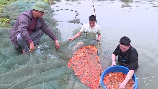 Gia đình anh Nguyễn Trọng Chiến ở thôn Tân Trúc là một trong những hộ có nghề nuôi cá giống lâu đời, hiện gia đình anh có hàng chục bể nuôi cá chép đỏ phục vụ trong dịp Tết.