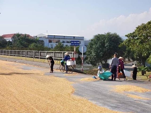 Khoảng 5 tấn ng&ocirc; đ&atilde; tr&agrave;n từ tr&ecirc;n xe container xuống đường do th&ugrave;ng container bị bung chốt. (ảnh: b&aacute;o Quảng Ninh)