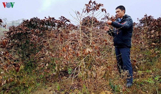 Sương muối gây thiệt hại gần 50 tỷ đồng tại Lâm Đồng.