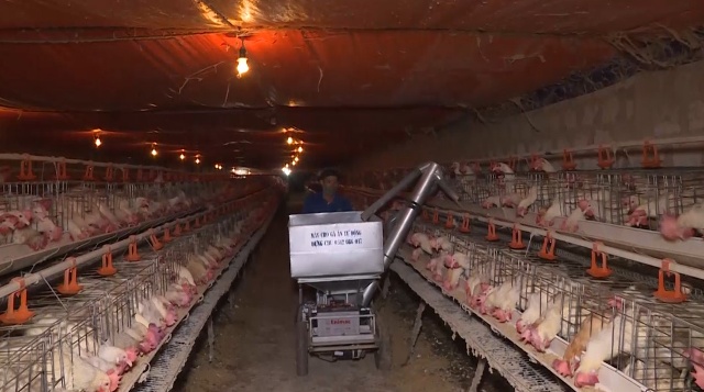 Trang trại chăn nuôi gà công nghiệp của ông Nguyễn Xuân Minh