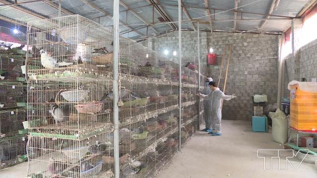 Dự định trong năm 2020, anh Thể sẽ đầu tư thêm chuồng trại, tăng số lượng chim bố mẹ lên 1.000 đôi.