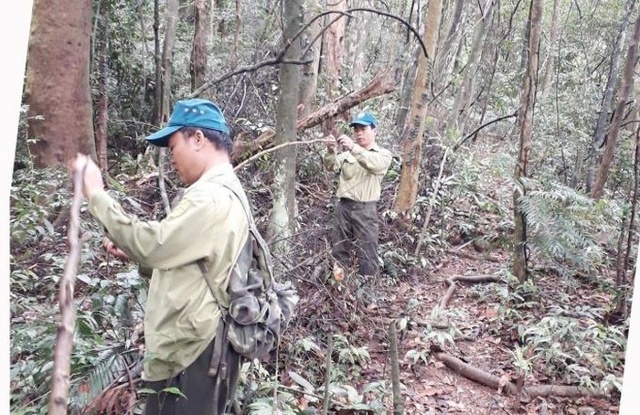 Lực lượng BVR BQLRPH Động Châu đang phá bỏ bẫy thú trong rừng tự nhiên.