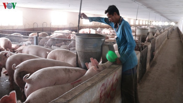 Giá lợn hơi sẽ được giảm tiếp trong thời gian tới.  