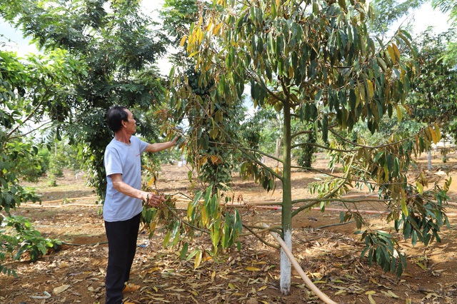 Thời gian qua nhiều hộ gia đình ở Lâm Đồng bị phá hoại sầu riêng khiến cây héo khô, chết dần