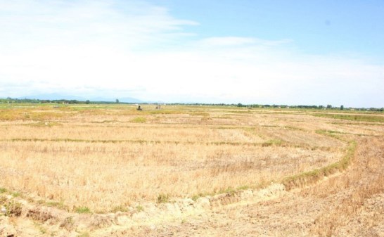 Đồng ruộng khô hạn do nắng nóng kéo dài ở Quảng Trị.