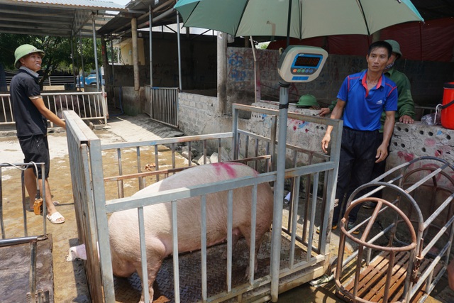 Cần bình ổn giá thịt lợn