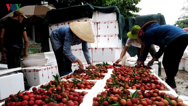 Tạo điều kiện cho các thương nhân nước ngoài đến thúc đẩy tiêu thụ vải thiều xuất khẩu, tỉnh Bắc Giang đã có văn bản đề nghị Thủ tướng Chính phủ cho phép hơn 300 thương nhân Trung Quốc được phép nhập cảnh vào Việt Nam đến địa phương khảo sát, đàm phán, thu mua vải thiều.