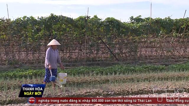 Gia đình bà Lê Thị Mão, ở thôn Minh Hòa, xã Tiến Nông có1000 m2 đất nông nghiệp chuyển đổi sang trồng rau an toàn.