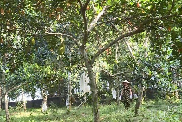 Mô hình trồng mít thái ruột nghệ tứ quý  ở Ngọc Lặc